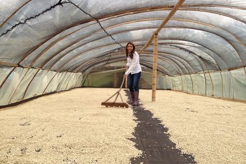 All you need to know about coffee from bean to cup