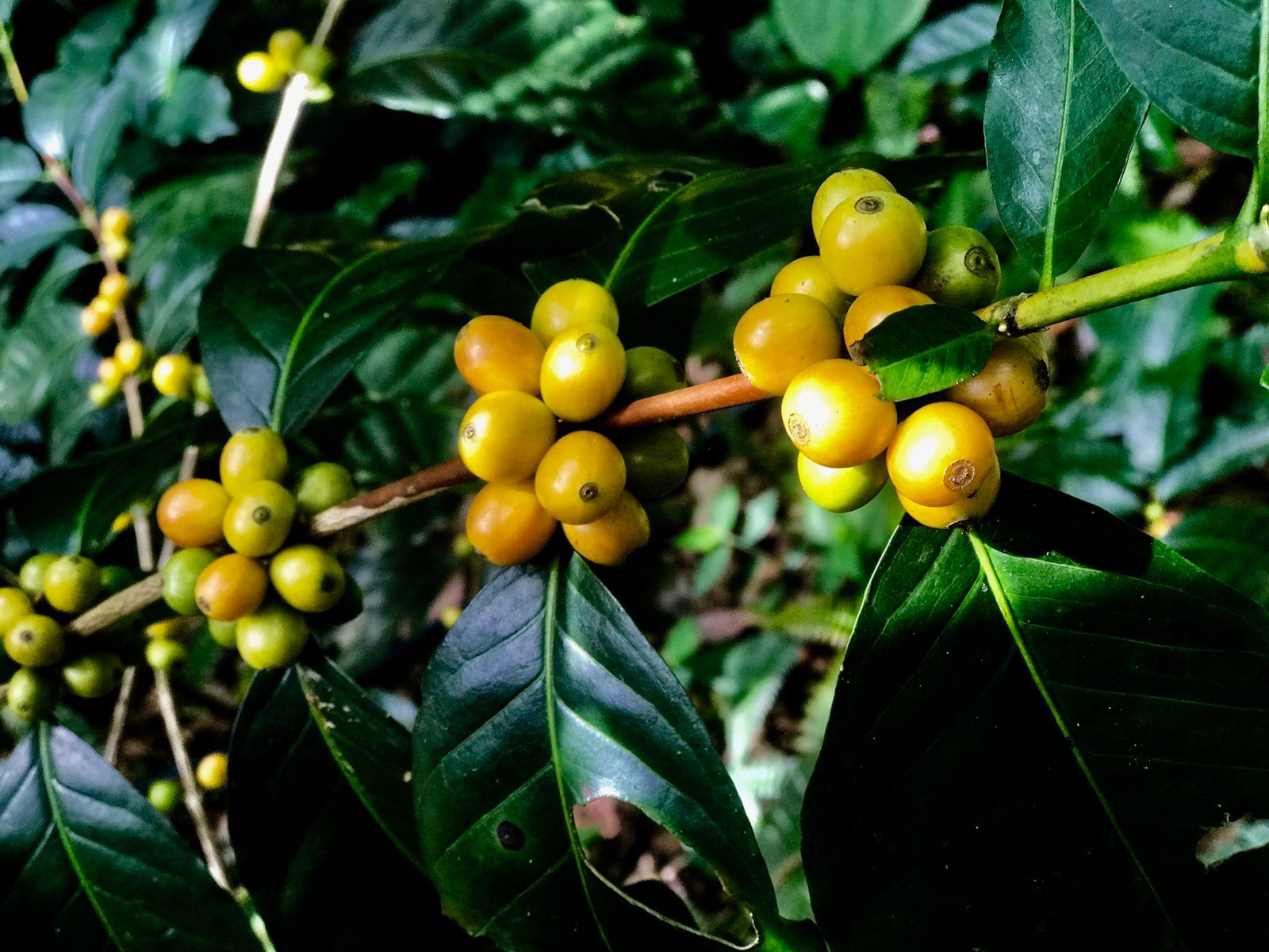 The effect of climate change on coffee