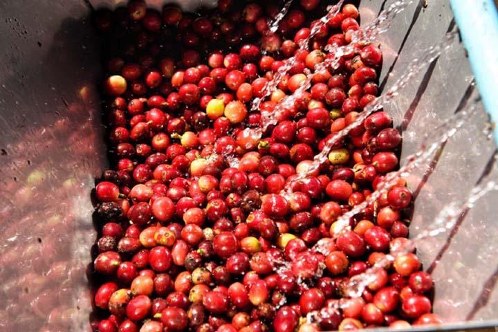 Coffee fermentation and experiments with coffee processing