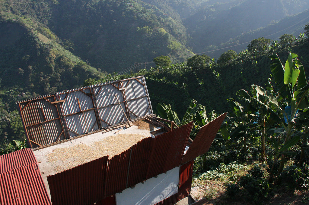 Café Sofía Espresso Roast