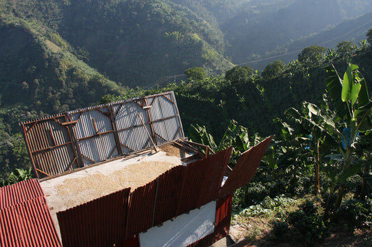 Café Sofía Espresso Roast