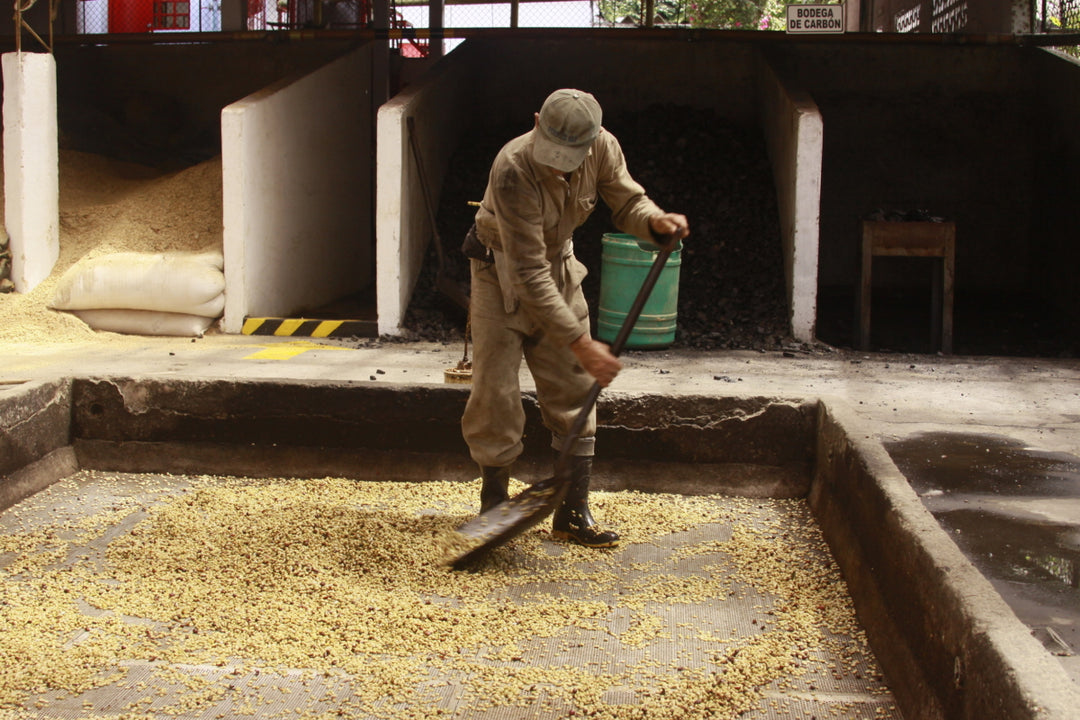 Café Sofía Espresso Roast