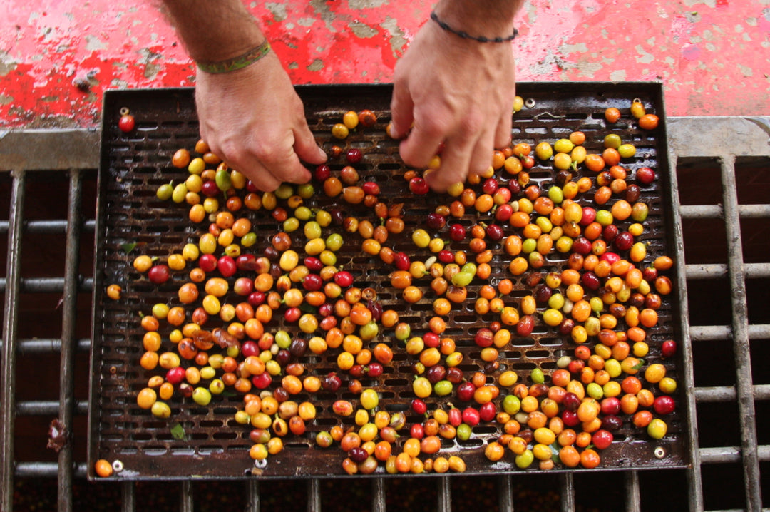 Café Sofía Espresso Roast