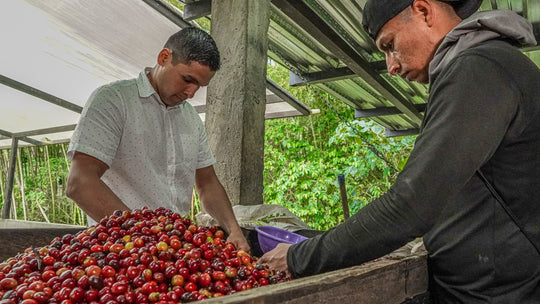 Finca Tamana Colombia Coffee Roasters