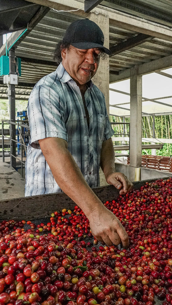 Elias Roa Finca Tamana Colombia Coffee Roasters